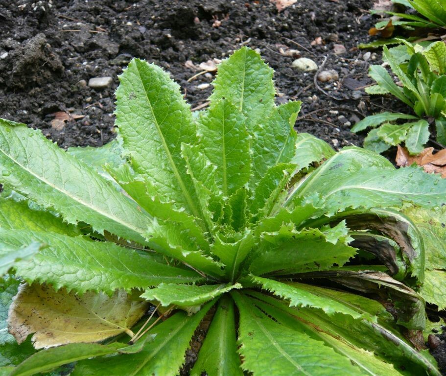 True Wild Lettuce Seeds - Lactuca virosa - gallery