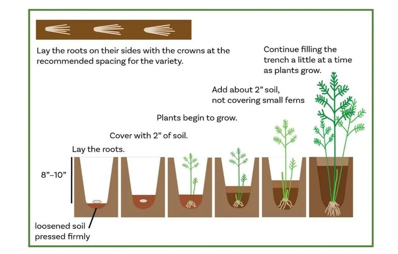 12 Asparagus Crowns "Millennium" (Pack of 12 Bare Root Plants) Zones 3-8 gallery