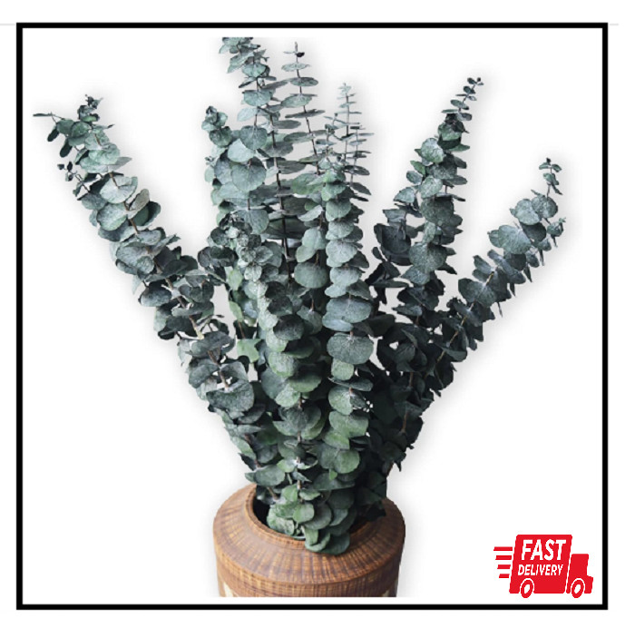 10 Pack Natural Dried Eucalyptus Bundle,17 Inch/45Cm Preserved Fresh Eucalyptus gallery
