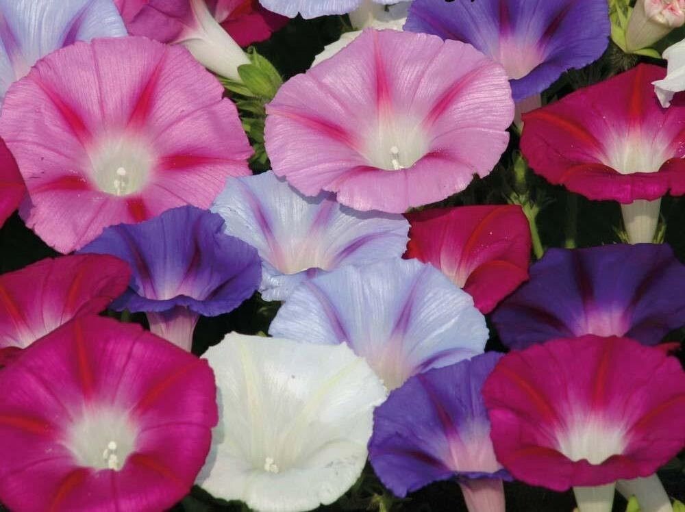 400+ MORNING GLORY FLOWER SEEDS - MIXED COLORS - CLIMBING - BEAUTIFUL --- FRESH gallery