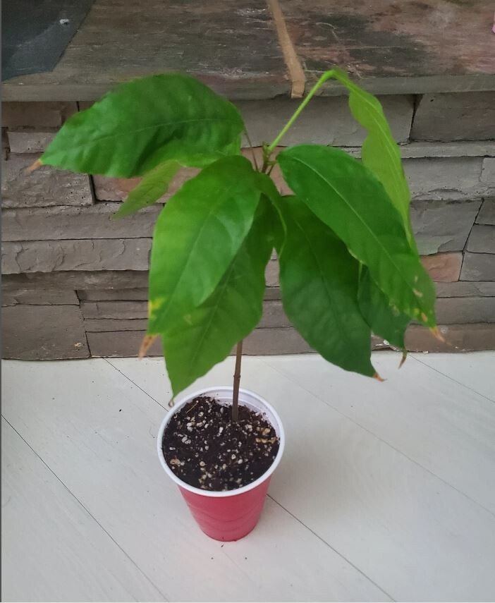 1 LIVE "Criollo" COCOA TREE Theobroma Cacao chocolate Plant of the Gods gallery