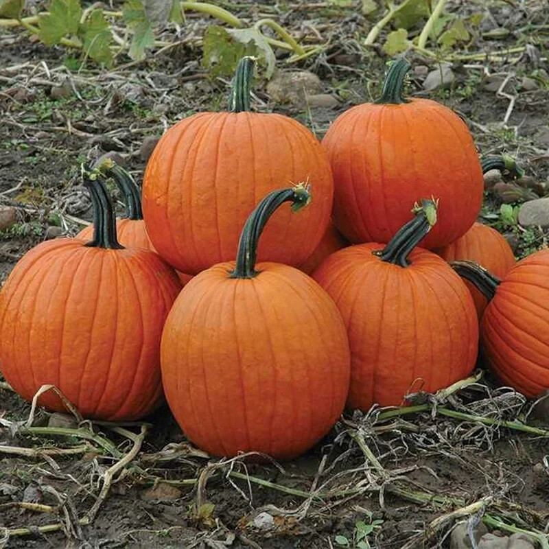 Howden's Field Pumpkin Seeds, Carving Pumpkin, Halloween, Pie, FREE SHIPPING gallery