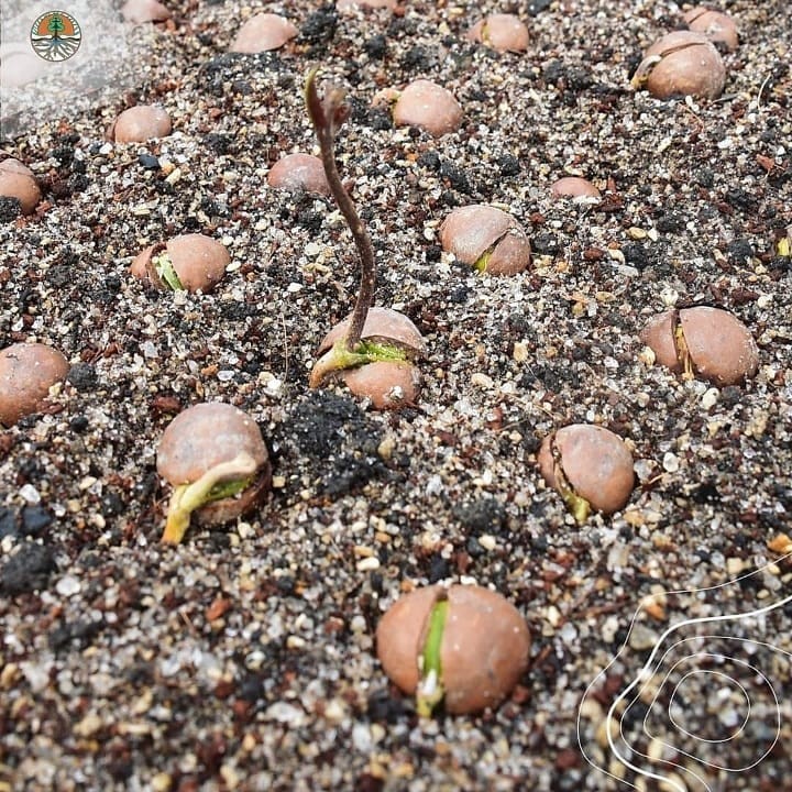 Macadamia Nuts Seedss 20 pcs (Macadamia integrifolia) King of Nuts gallery
