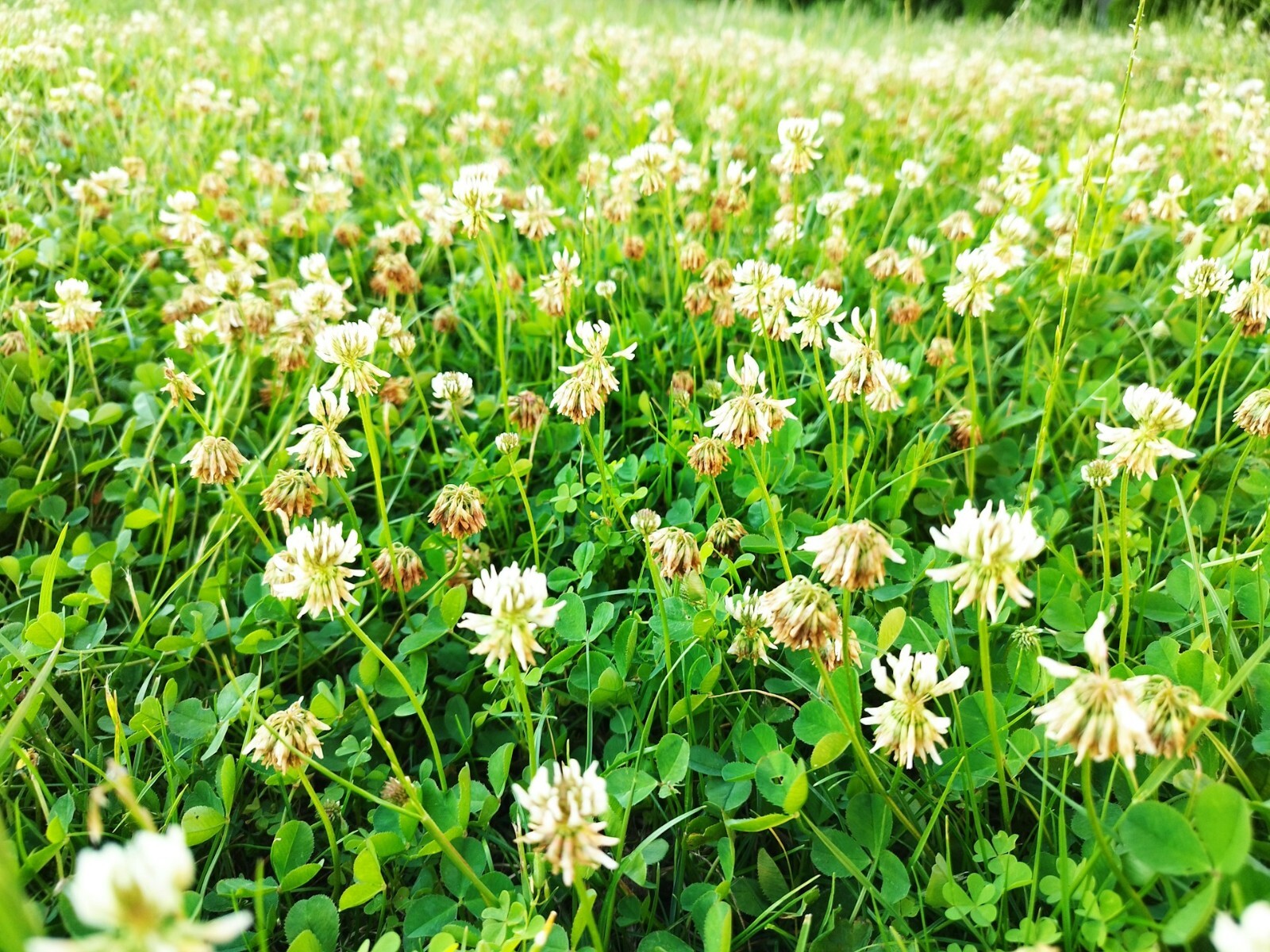 Dutch White Clover Cover Crop Seeds - NON-GMO - Heirloom Lawn Alternative gallery