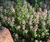 CREEPING THYME Thymus Serpyllum - 21,000 Bulk Seeds gallery