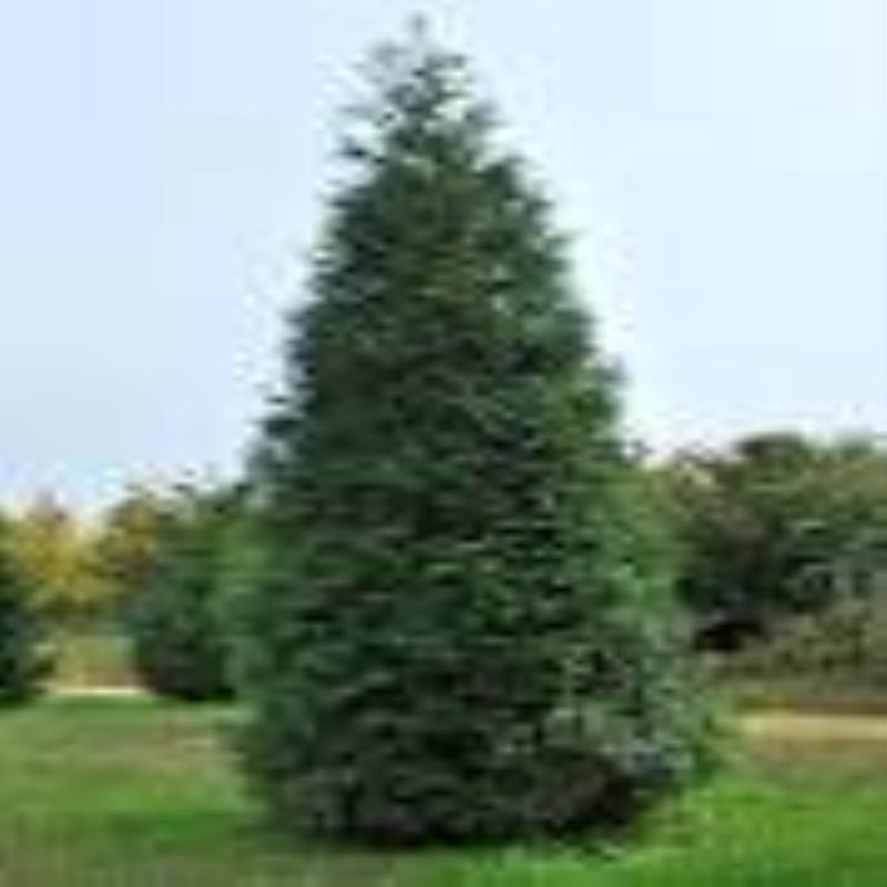 Green Giant Arborvitae, fast growing, privacy, five to 50 plants, FREE shipping gallery