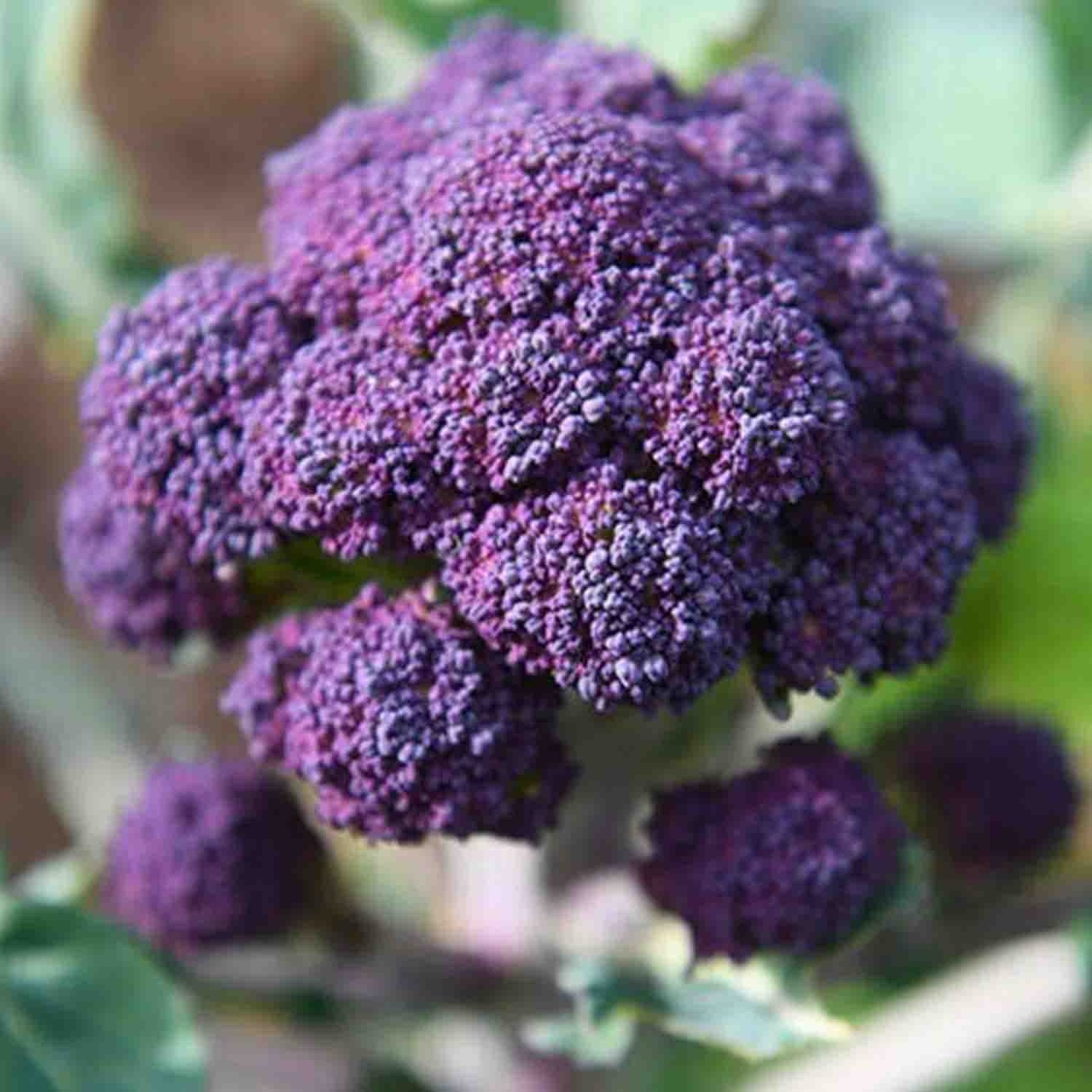 400+ Early Purple Sprouting Broccoli Seeds | NON-GMO HEIRLOOM FREE SHIPPING gallery