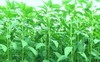 GREEN JUTE, EGYPTIAN SPINACH, SALUYOT 750 SEEDS, Good GERMINATe .1.5 Gram gallery