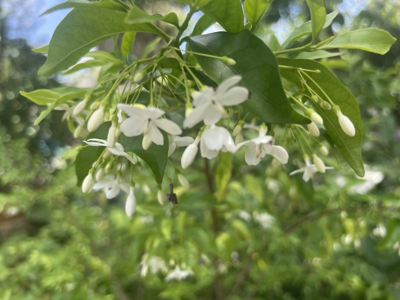 Wrightia religiosa, Water jasmine, Benth, Mok Plant gallery