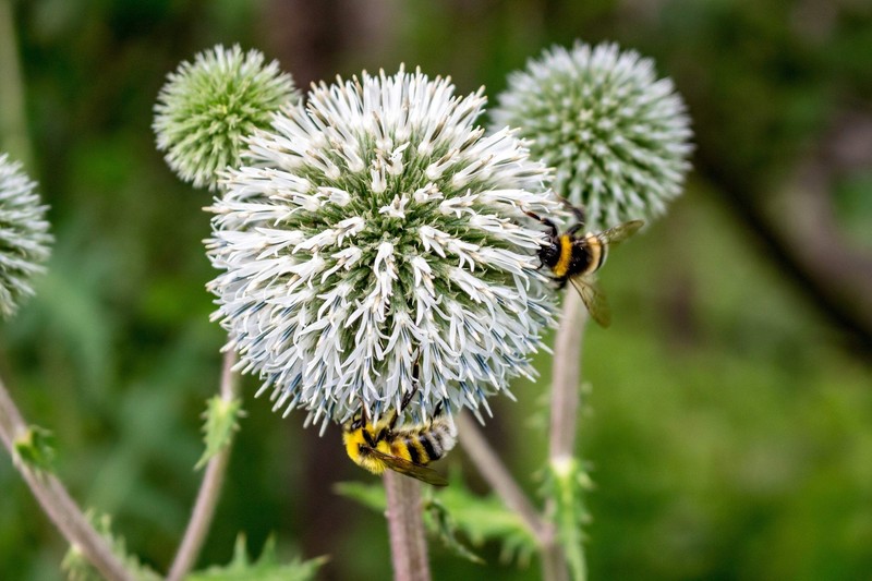 20 Silver GIANT GLOBE THISTLE Echinops Sphaerocephalus Silver White Flower Seeds gallery