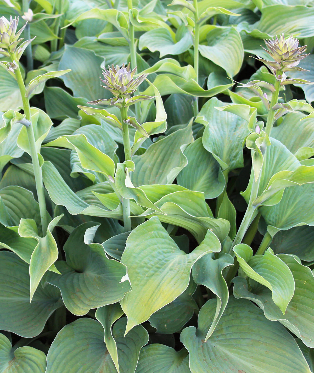 Blue Angel Hosta - 3 root divisions gallery