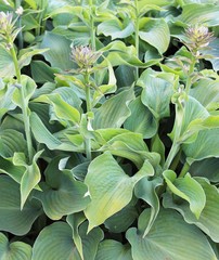 Blue Angel Hosta – 3 root divisions