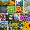 Rocky Mountain Wildflower Seeds Mix - 1 Lb Seed Pouch - 22 Wild 1 Lb, Blue gallery