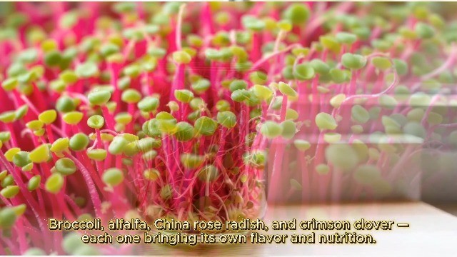 Broccoli & Friends Sprouting Seed Mix 1 LB Grows Up to 7 Pounds Non-GMO gallery