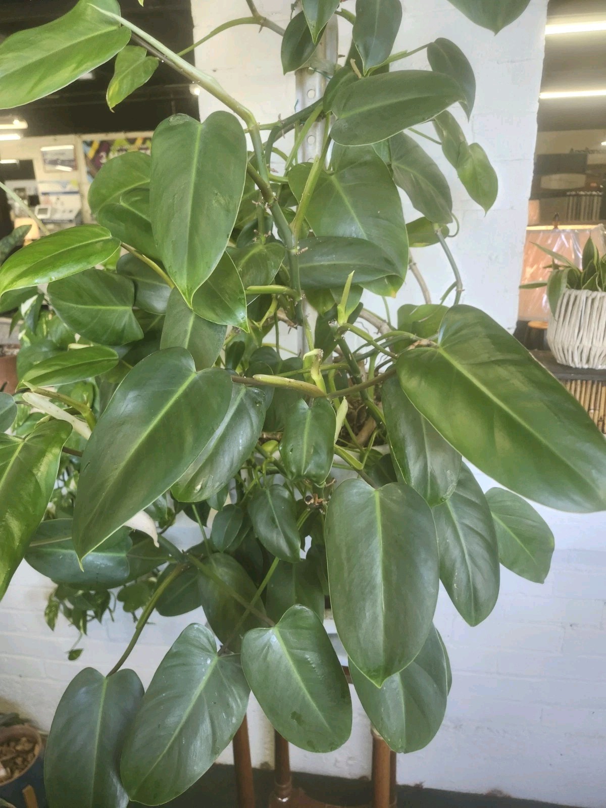Emerald Green Philodendron Erubescens – 3 Unrooted Cuttings – Easy Fast Grower gallery