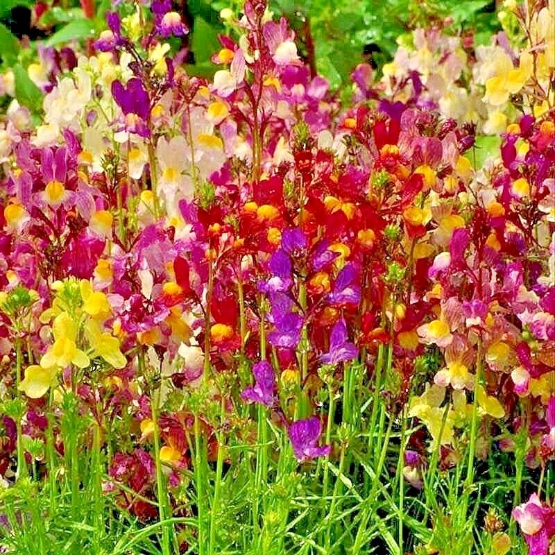 2001+DWARF SNAPDRAGON Mix Flower Seeds Toadflax Wildflower Garden Container Easy gallery