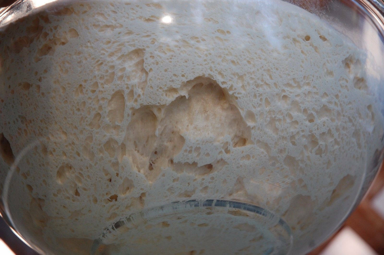 extremely sour and active sourdough starter yeast THE BEAST bonanza gallery