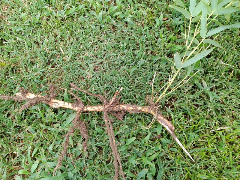 Fall Special MOSO Live Bamboo Root 6pc per order, 5 inches or longer each. gallery