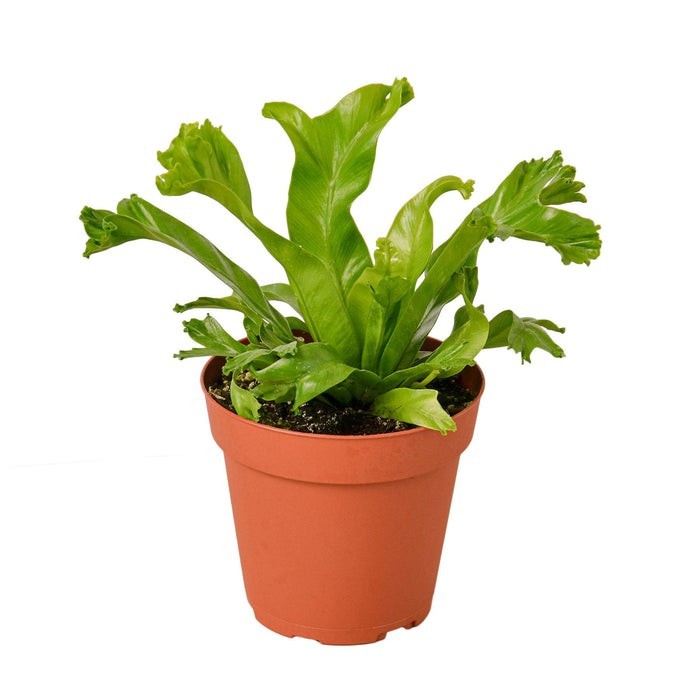 Bird's Nest 'Leslie' Fern gallery