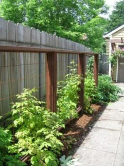 2 Raspberry Plants "Anne"-Super Sweet (2 Lrg Dormant Bare Root Canes) Zone: 4-8 gallery