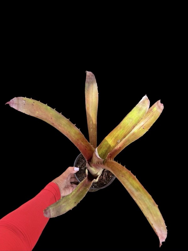 Aechmea bracteata ‘Rubra’ – Rare Sculptural Bromeliad | Guava Pink Colors gallery