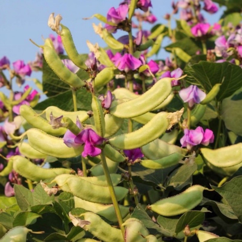 10 Purple Moon Shadow Hyacinth Bean Seeds Non GMO gallery