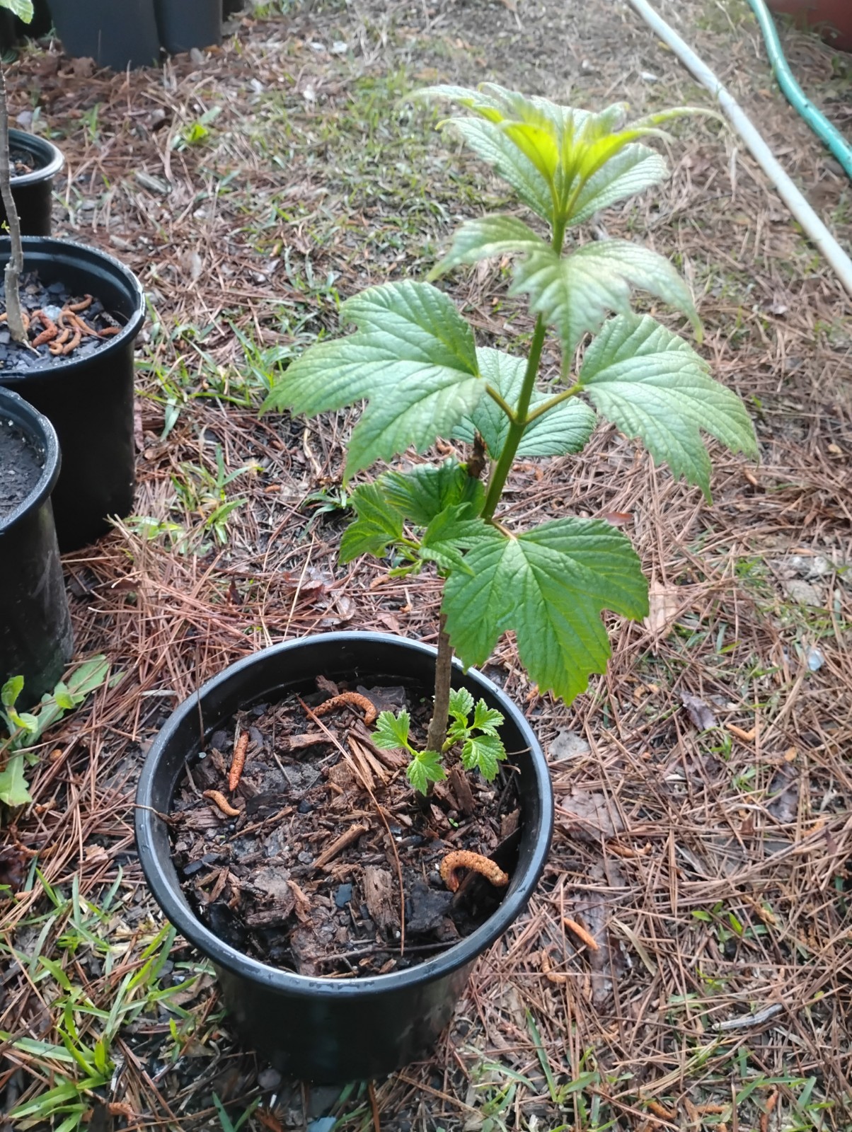 American High Bush Cranberry, 1 Gallon Pot. gallery