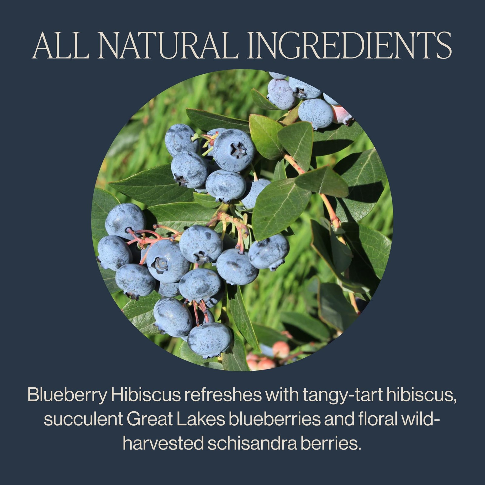Blueberry Hibiscus Herbal Tea - USDA Organic, Direct Trade Sachet Bags, Antio... gallery