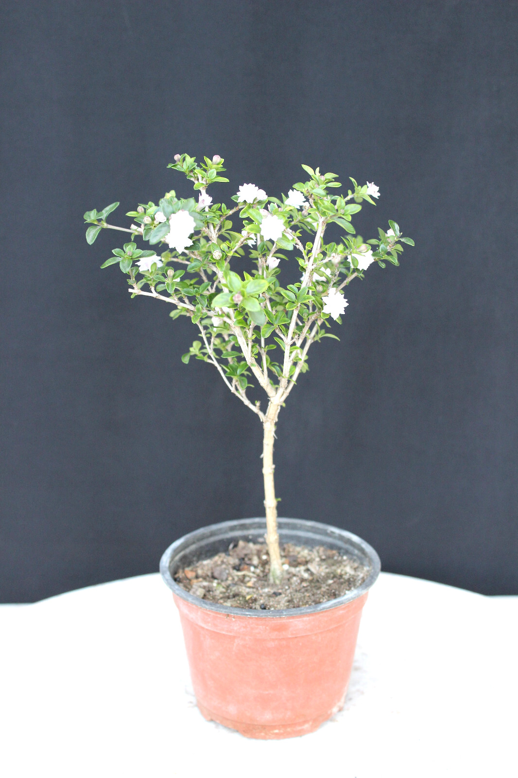 Chinese Serissa 'Snow Rose' Pre-Bonsai Tree - 4 Inch - Flowering for Beginners gallery