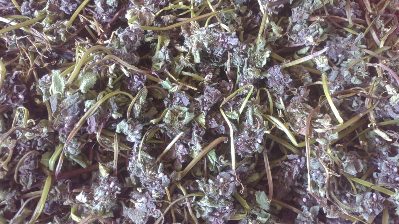 Dried FRESH Wild Purple Dead Nettle Whole Herb Wildcrafted Medicinal Tea 2024 gallery