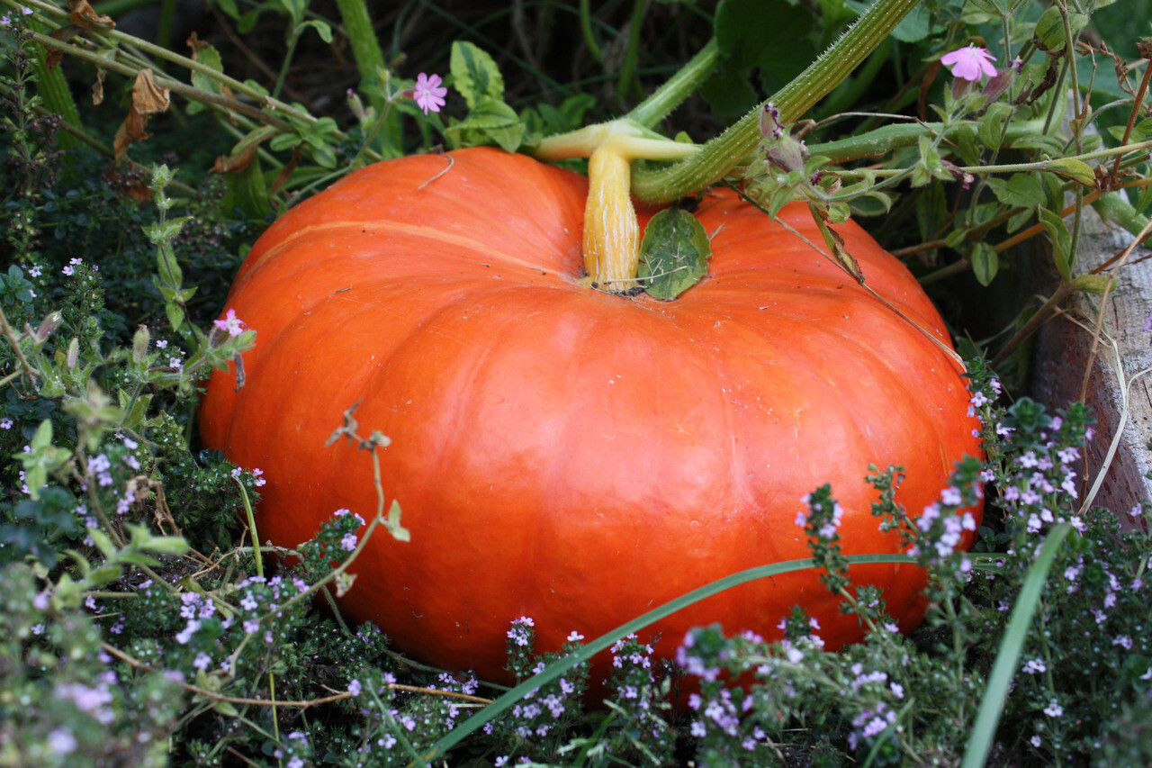 Cinderella Pumpkin Seeds, Pumpkin Pie, Halloween, Rouge vif d'Etampes, FREE SHIP gallery