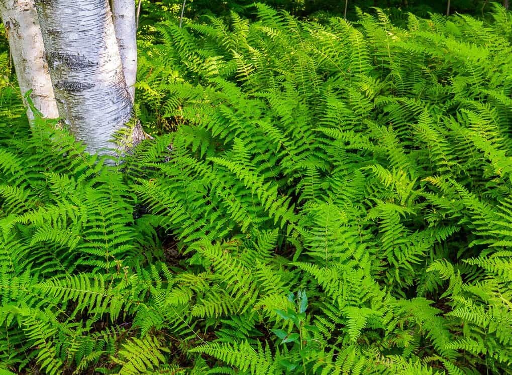 Hay Scented Fern clumps Bare-root (Dennstaedtia punctilobula) gallery