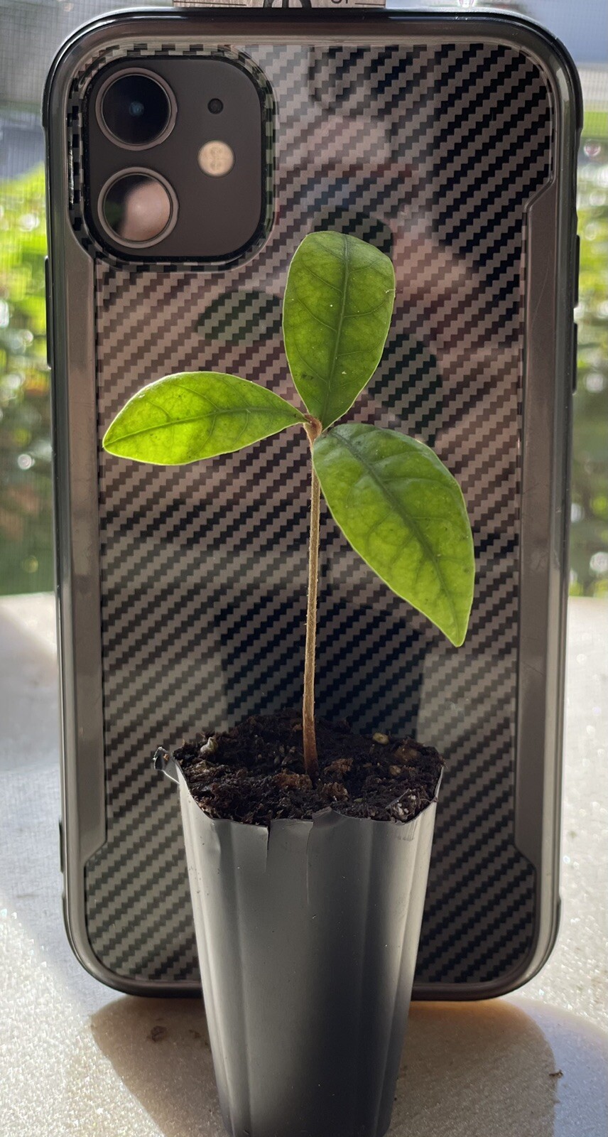 Miracle Fruit Plant Synsepalum dulcificum tree (Miracle berry) gallery
