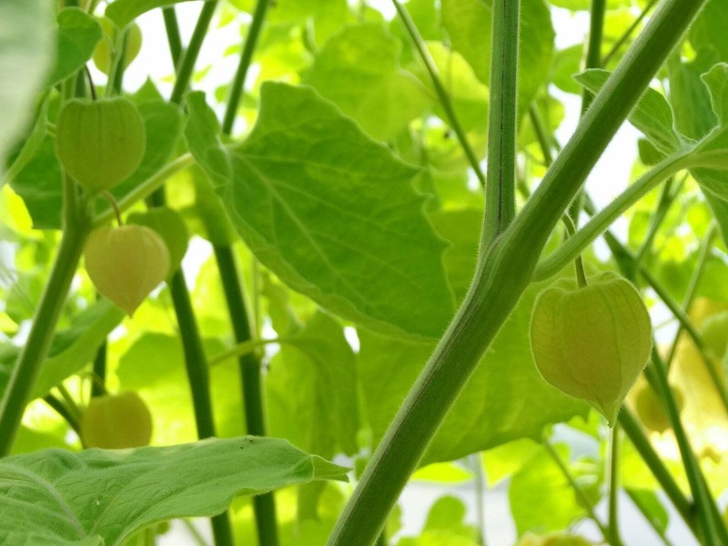 Physalis peruviana 'Colombia Select' = Greater Physalis - Inca Berry - 50 seeds gallery