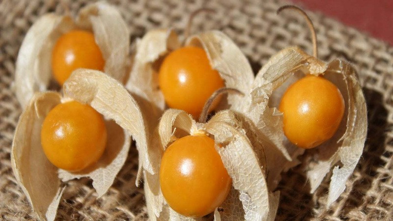 Physalis peruviana 'Colombia Select' = Greater Physalis - Inca Berry - 50 seeds gallery
