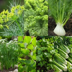 Canning & Pickling Herb Seeds Set, Classic 7-Variety, Non-GMO, Free Shipping