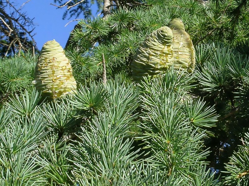 Deodar Cedar, (Himalayan Cedar), Cedrus deodara, Tree Seeds gallery