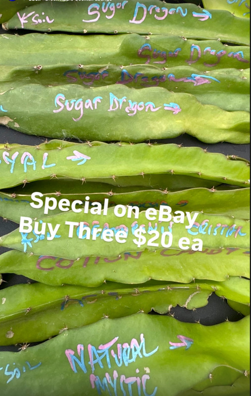 LTD EDITION Tasty Dragon Fruit Starter Plants Many varieties available gallery