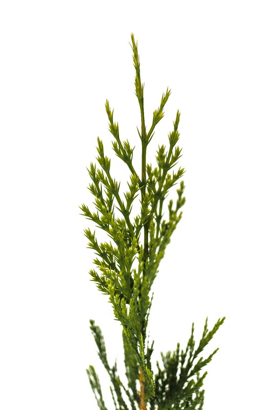 Incense Cedar | Small Tree Seedling | The Jonsteen Company gallery