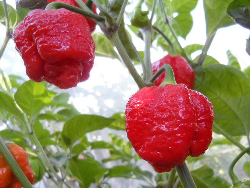 7 Pot Brain Strain Powder Premium Quality Chili, Amazing Taste!!!- HOT!! HOT!! gallery