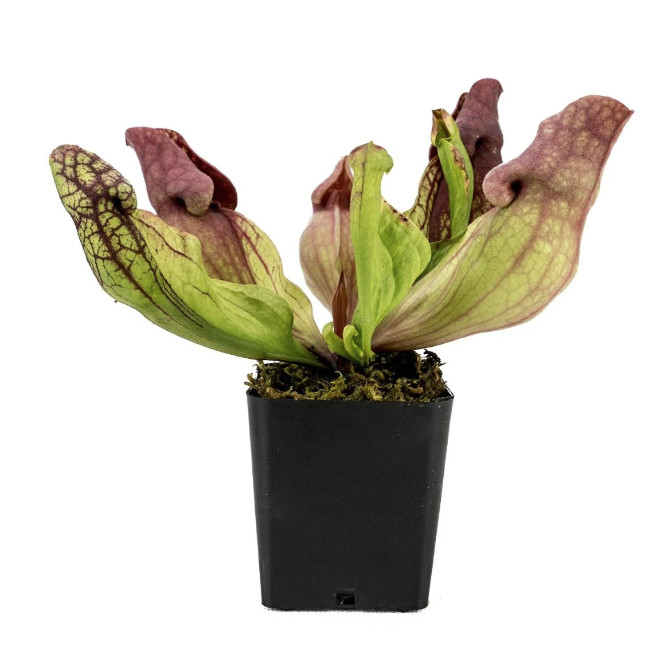 Red Pitcher Plant Live Carnivorous Bog Plant Indoor Outdoor Garden gallery