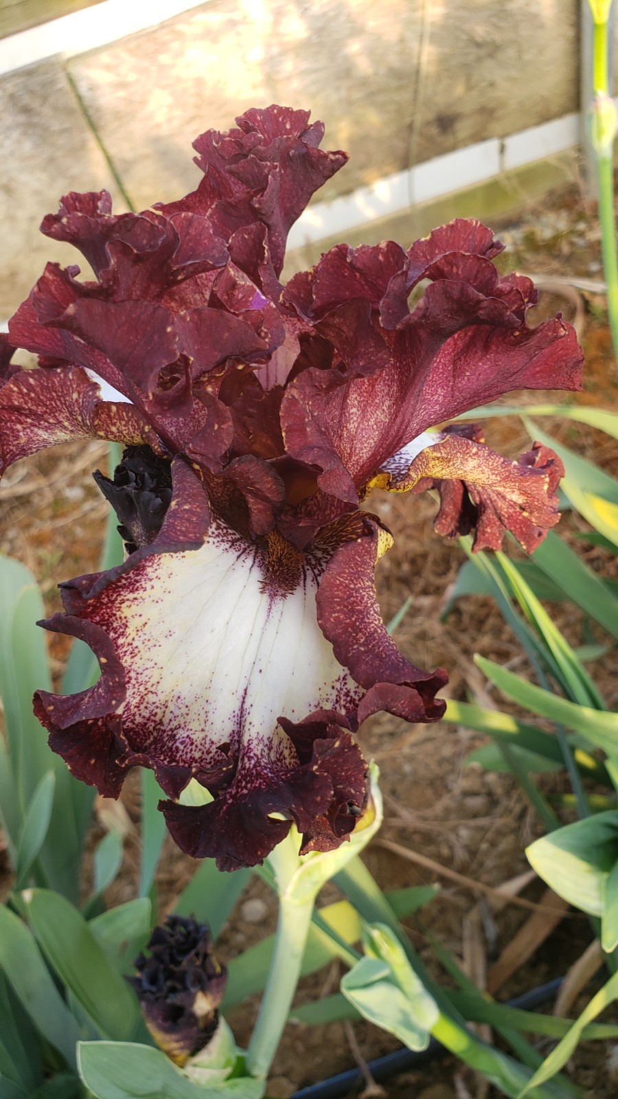 Tall Bearded Iris Raspberry Pie last offer gallery