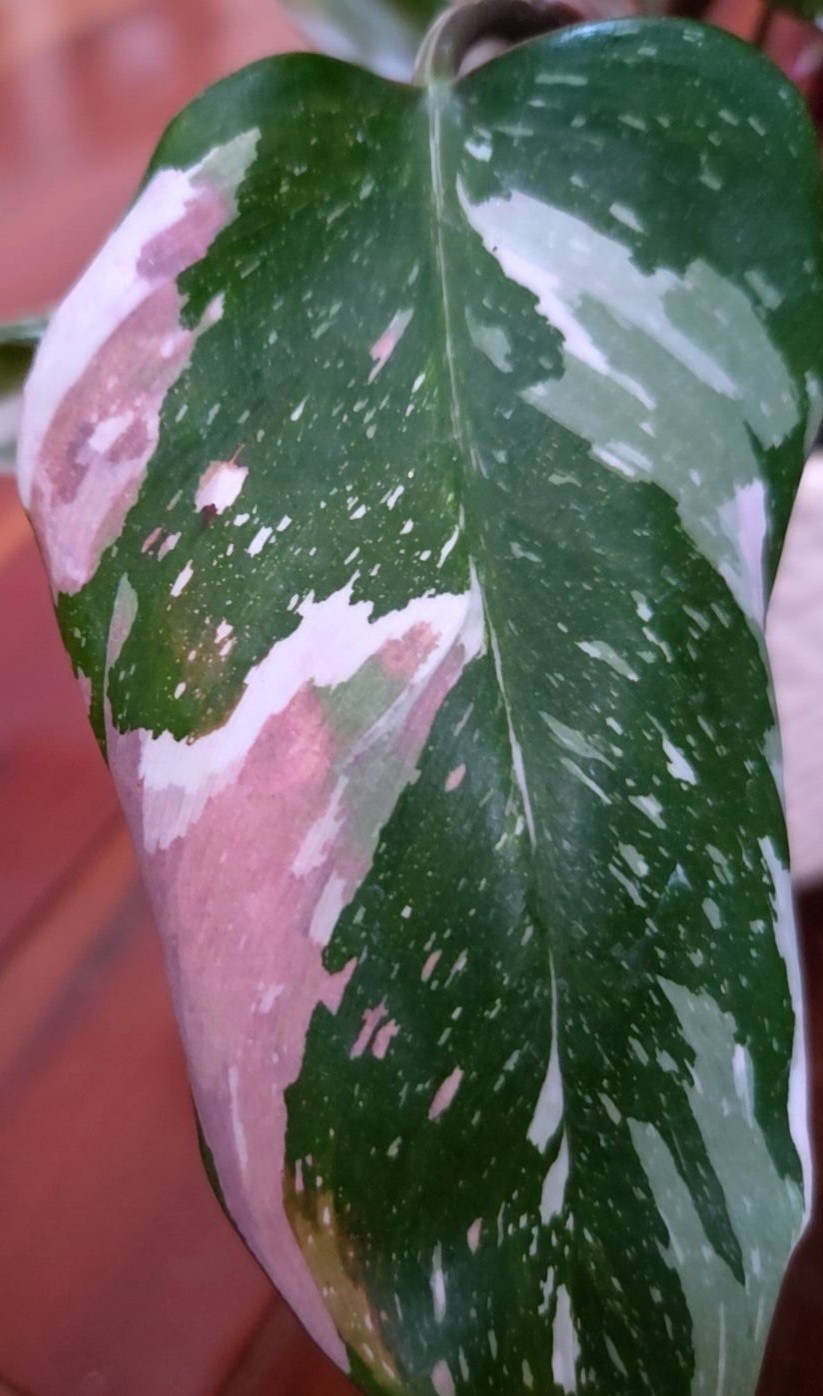 Rare Philodendron Scarlet Princess 16" Tall Multi Branch Not Anthurium Monstera gallery