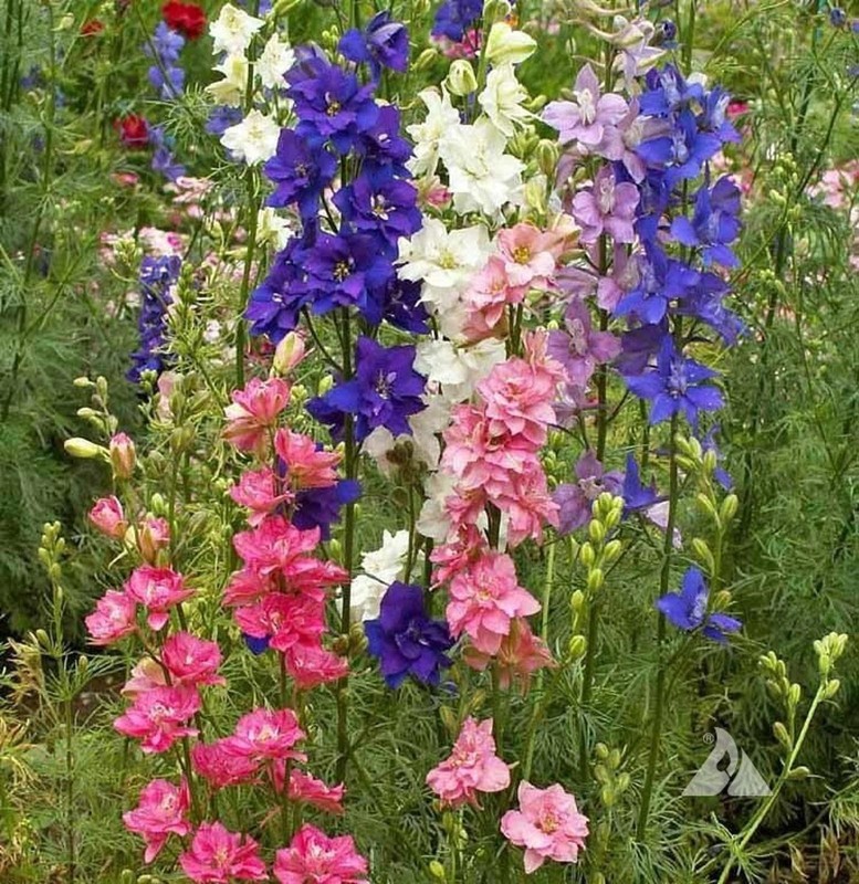 3000 Hummingbird & Butterfly Pollinator Wildflower Seeds Mix Non-GMO gallery