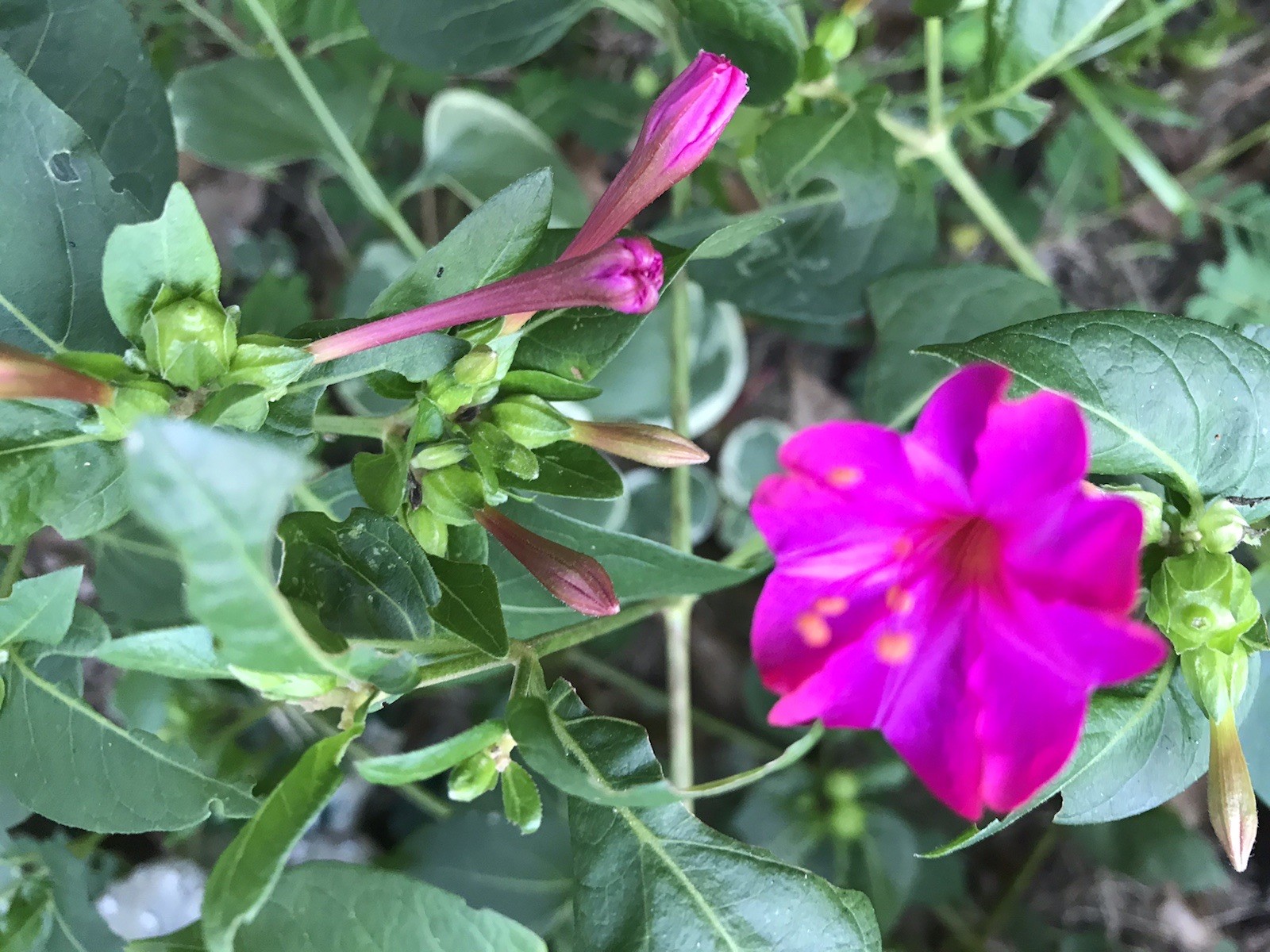 10 Four O'clock Live Plant Seedlings Magenta Flower Tuber Rhizome 5-8 Inches gallery