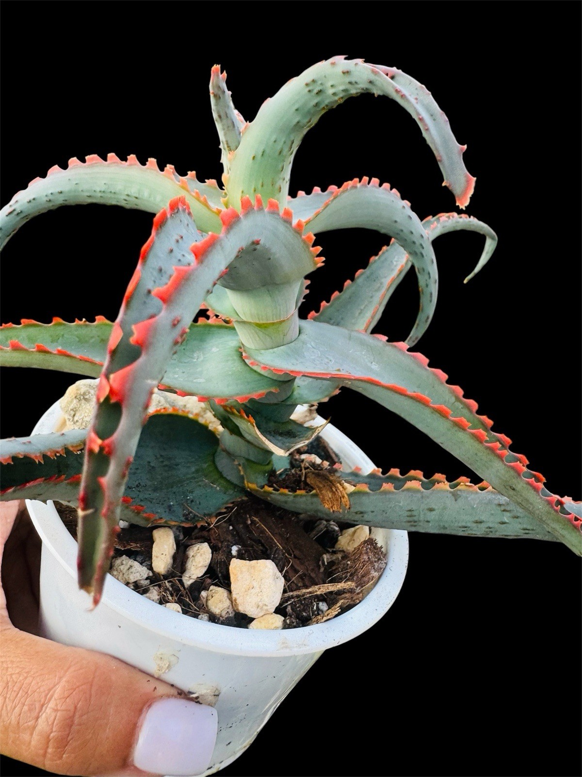 Aloe ‘Sunset’ Rare Colorful Aloe – Blue Green Leaves with Bright Red Coral Edges gallery