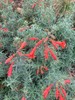 Epilobium canum | California Fuchsia | 20 Seeds gallery