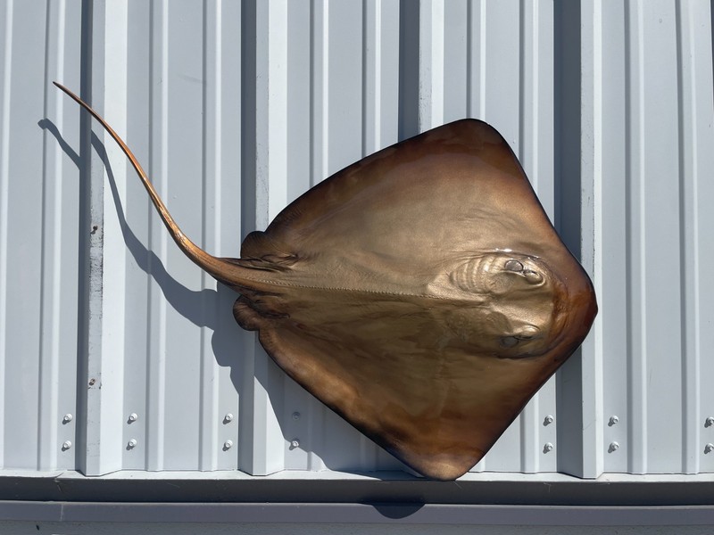 46" Southern Stingray Half Mount - Quick Production gallery