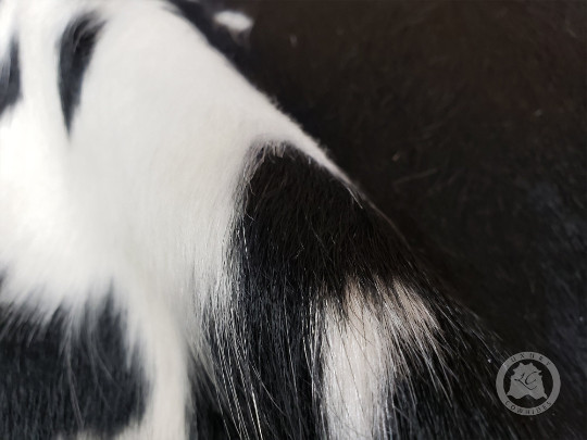Real Small Cowhide Rug Black and White - Size 24"x35" gallery