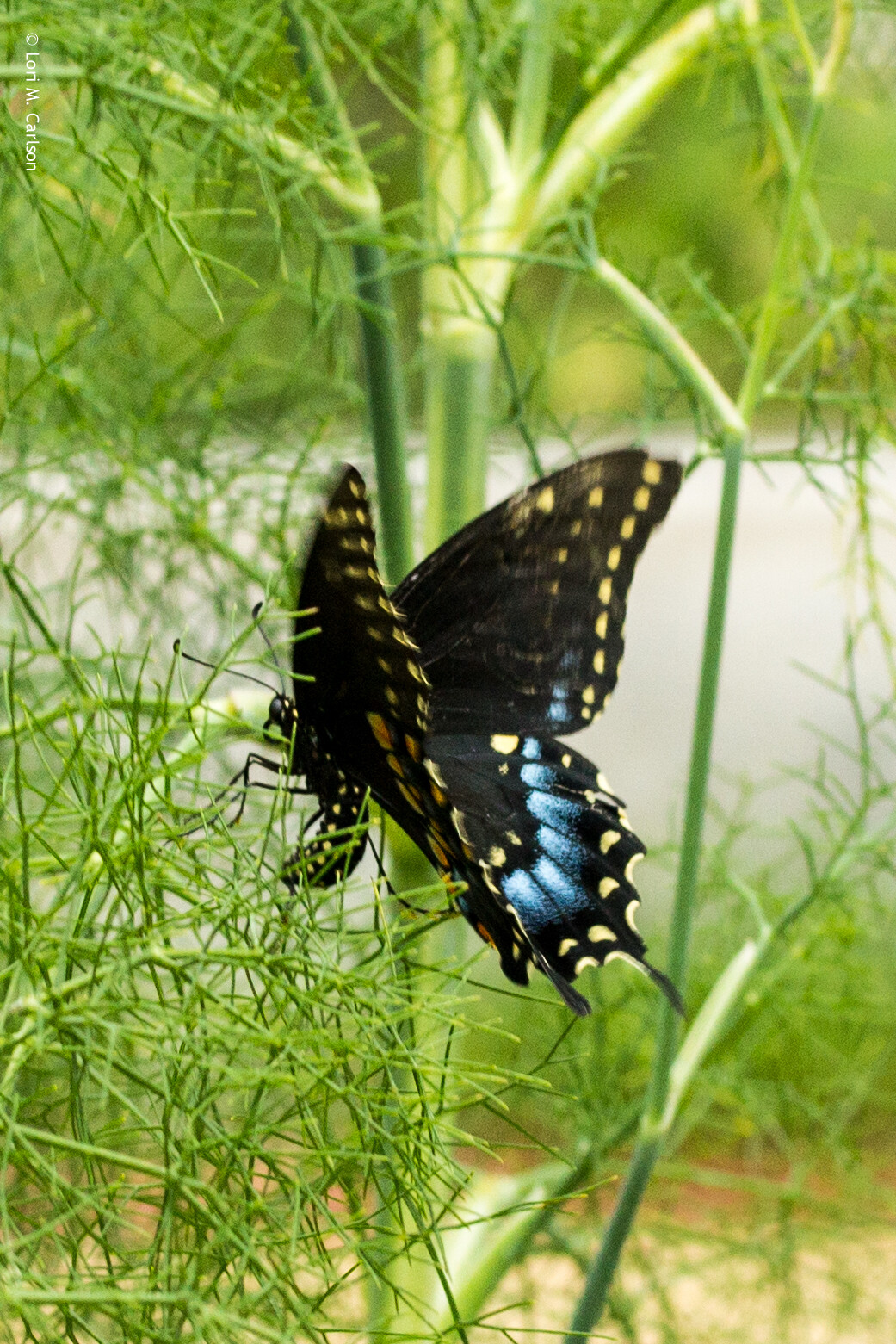 Fennel Seeds Herb Perennial Swallowtail Butterfly Host Plant Non-GMO 200 Seeds gallery